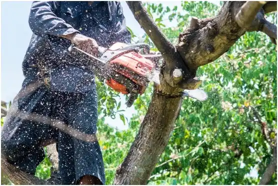 tree services Mishicot